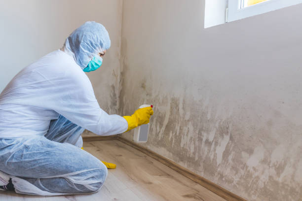 Licensed Bathroom Mold Removal service in Ebony, VA - WQB Mold Removal