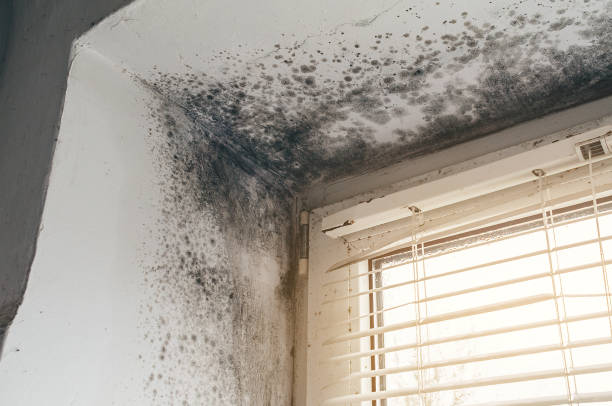 Affordable Bathroom Mold Removal solutions in Ebony, VA