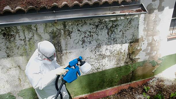 Top rated local Bathroom Mold Removal specialists in Ebony, VA